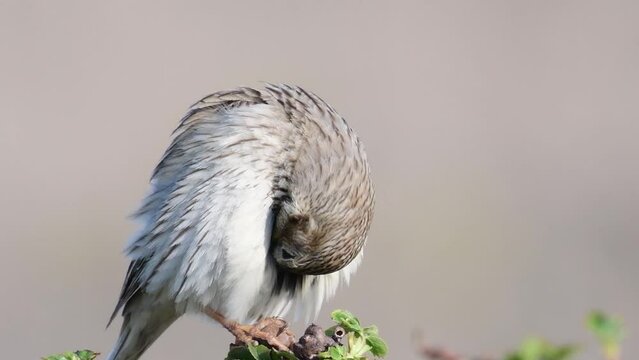 Corn Bunting (Miliaria calandra) Singing bird in spring. Beautiful light.