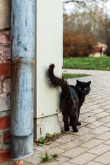 A black cat stands in front of an old house.