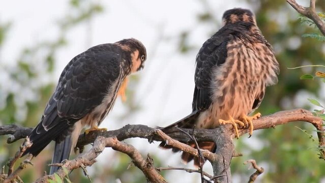 Hobby Falco subbuteo in the wild. Close up. A bird is cleaning its feathers.