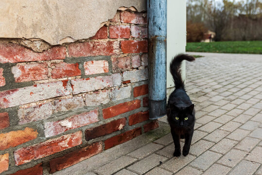 A black cat stands in front of an old house.