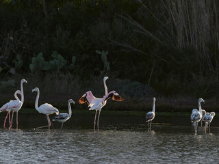 A picture of some flamingos