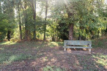 Empty stone bench under a big tree forest with warm sun shining thru