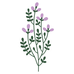 Field flower. Branch with flowers. A delicate sprig of flowers. Vector wildflower. Minimalistic sprig of flowers.
