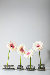 Gerbera Daisies in a row with solid background