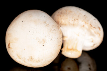 Two organic fresh appetizing champignon mushrooms on a black background.