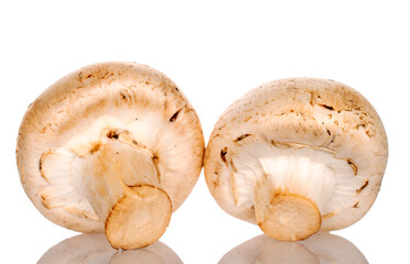 Two organic fresh appetizing champignon mushrooms on a white background.