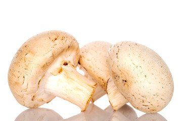 Three organic fresh appetizing champignon mushrooms on a white background.