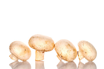 Several organic fresh appetizing champignon mushrooms on a white background.