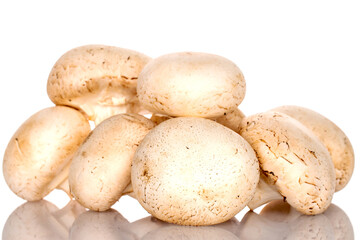 Several organic fresh appetizing champignon mushrooms on a white background.
