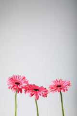 Gerbera Daisies in a row with solid background