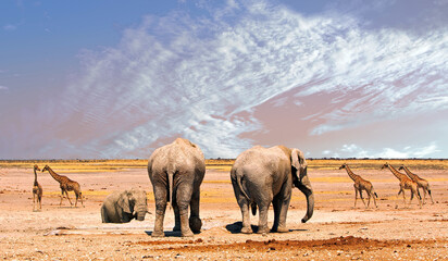 Fototapeta na wymiar Scenic Panoramic View of the African Plains in Etosha National park, with Three elephants and a journey of five giraffe walking across the vast open plains against a nice hazy sky. 