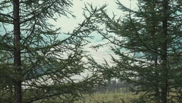 Taiga of Eastern Siberia consist hardy tree (northernmost tree species) Dahurian larch (Larix gmelinii), less Siberian larch (L. sibirica). Precipitation, fog prevail (high humidity). Kolyma highland