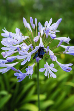 Large black tropical carpenter bee, xylocopa latipes, pollinating African lily flowers, Agapanthus africanus in a tropical garden.