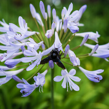Closeup of large black tropical carpenter bee, xylocopa latipes, pollinating African lily flowers, Agapanthus africanus.