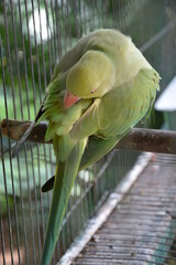 A green parrot locked in a cage © Mina