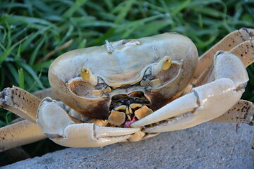 Crab close up, discovered during a walk - obrazy, fototapety, plakaty