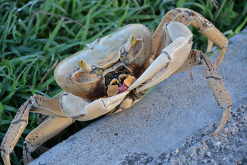 One of the largest crabs found while walking. Cuba has a lot to offer © Mina