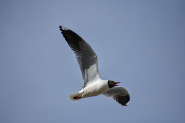 brown-hooded gull (Chroicocephalus maculipennis) in flight