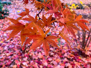 Vibrant Autumn foliage and landscaping