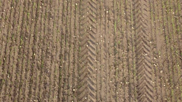 Aerial view of a beautiful forest in Wickersley, UK