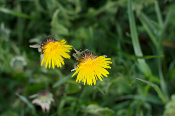 yellow dandelions in the grass in spring field