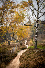 A path through the Fischbeker Heide near Hamburg in autumn