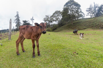 Brown young calf portrait at green country side with another calf and cow at background