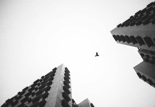 Low angle shot of a bird flying in between two buildings in grayscale