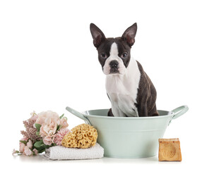 Young Boston terrier bi color in a blue-green basin