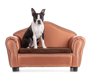 Young Boston terrier bi color on a small sofa