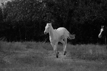 Obraz na płótnie Canvas Young white horse galloping with energy in Texas rural field.