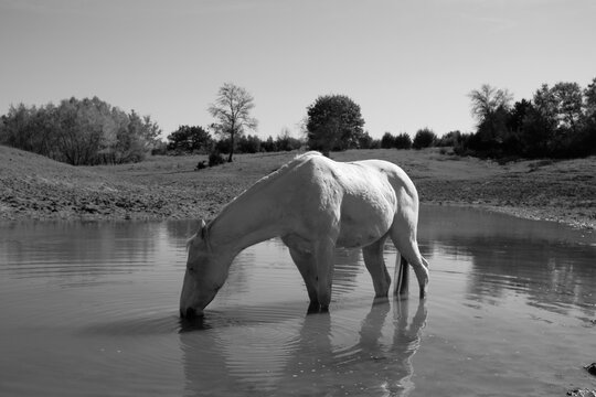 Horse hydration concept on Texas farm while standing in shallow pond water outdoors.