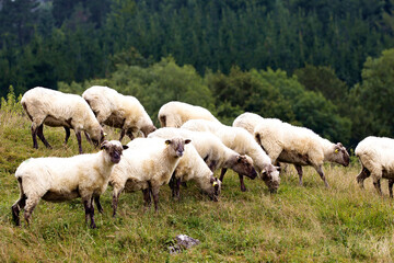 Obraz premium flock of sheep grazing in the meadow in the mountains. freshly shorn sheep, livestock farming in the basque country.