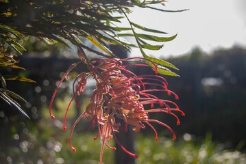 Closeup of Grevillea 'Robyn Gordon' flower