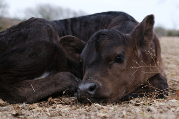 Cute black calf laying down resting closeup