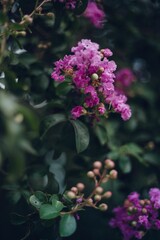 Vertical shot of the purple crape myrtle in a selective focus