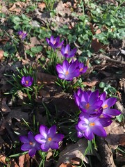 Springtime purple crocus flowers in bloom
