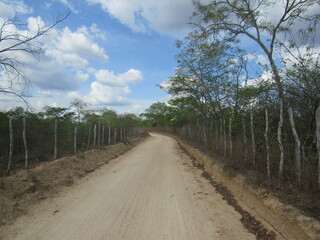 Fototapeta na wymiar paisagens da caatinga nordestina 