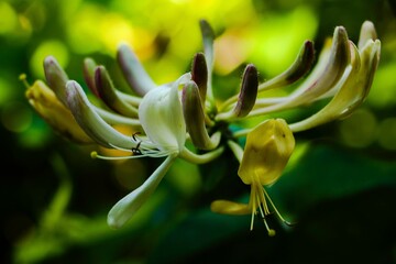 Selective focus of wild honeysuckle