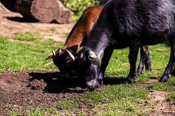 Close-up view of two goats grazing in the farm on a sunny day