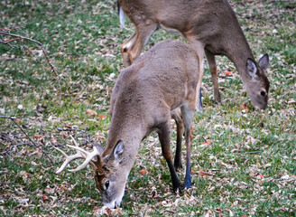 They love their corn.