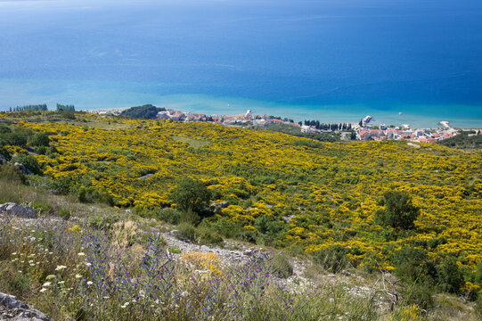 Yellow flowers with view of sea in Croatia
