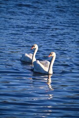 Phenomenal lake scene with animals. Swans swimming in the pond. Photo in shallow depth of field.
