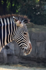 Fototapeta na wymiar zebra in the zoo in the afternoon