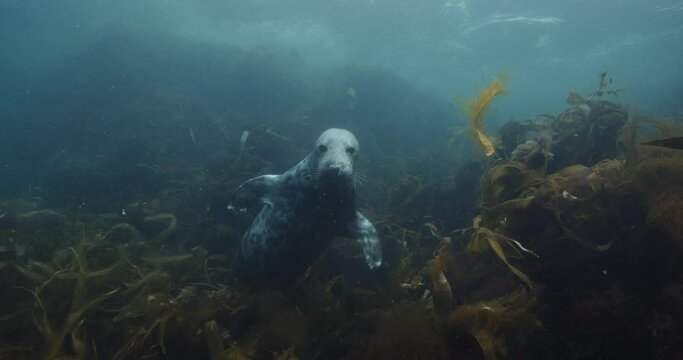 Underwater view of a Halichoerus grypus swimmingbetween the aquatic plants