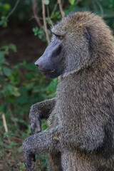 Baboon, Lake Nakuru, Tanzania