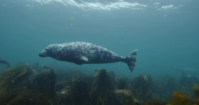 Underwater view of a Halichoerus grypus swimming in the ocean
