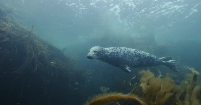 Underwater view of a Halichoerus grypus swimming in the ocean