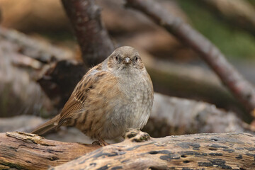 A portrait of a dunnock, also known as a hedge sparrow, as it sits in a wood pile staring forward