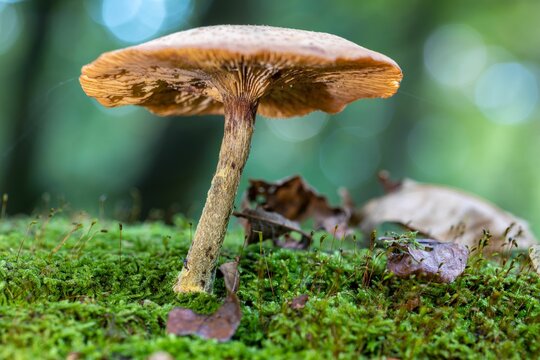 Selective focus shot of scaly rustgill mushroom on green grass in the forest against bokeh lights